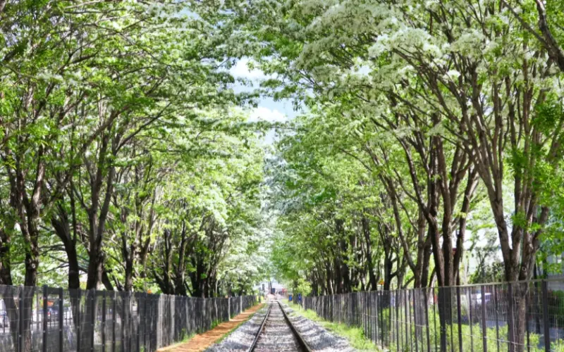 전주 이팝나무 철길_7