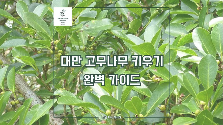 대만 고무나무 키우기, [필요 환경, 분갈이, 병충해, 번식, 독성] 완벽 가이드