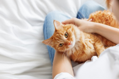 무릎 위에서 쓰다듬는 고양이