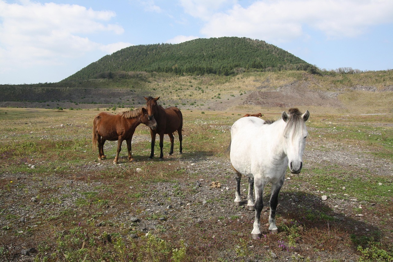⛰️ 한라산 백록샘 예약, 신비의 샘물!