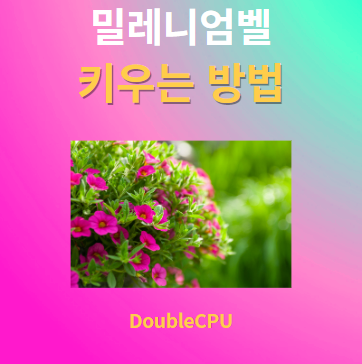 밀레니엄벨 키우기 물주기