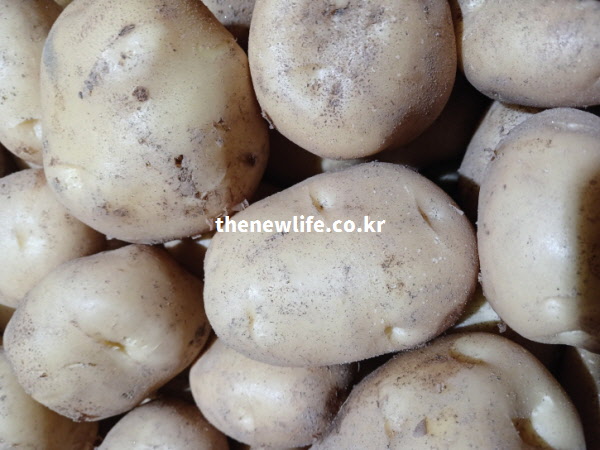 위 건강을 위해 껍질째 쪄서 먹거나 생으로 갈아 마시기 좋은, 흠집 없이 깨끗하고 단단한 고품질 세척 감자 실물 사진