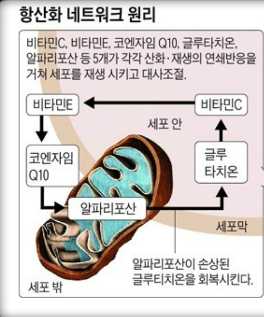 글루타치온 효능