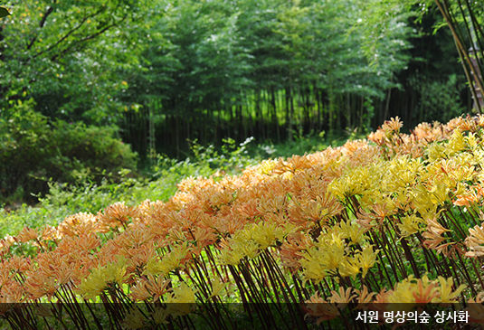 대전 한밭수목원 꽃구경