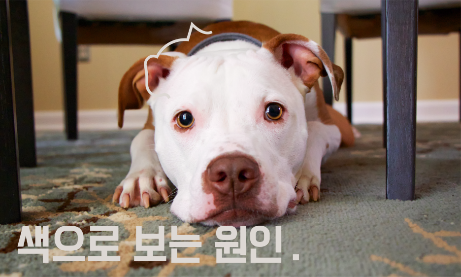 강아지 구토