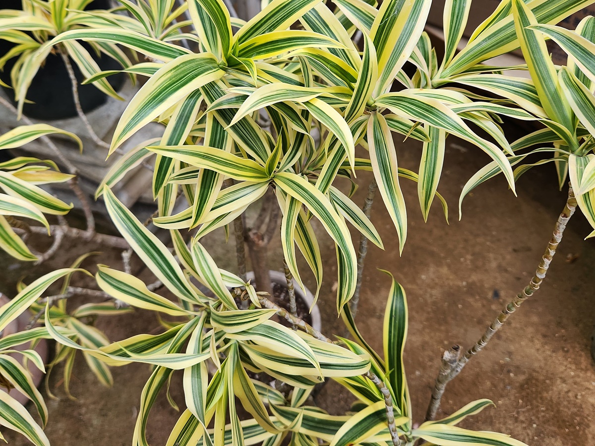 드라세나 송오브인디아