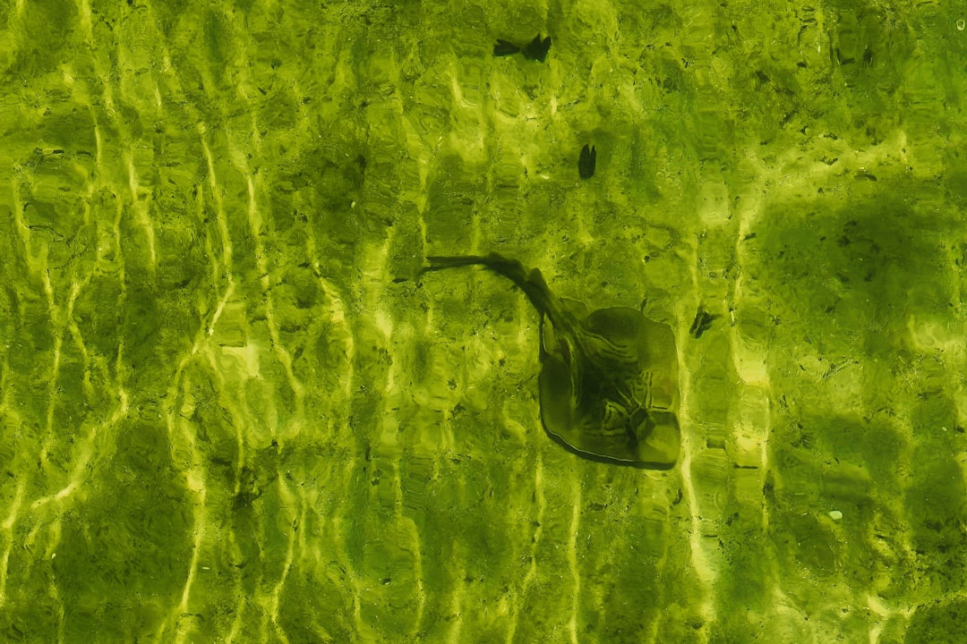 Ray