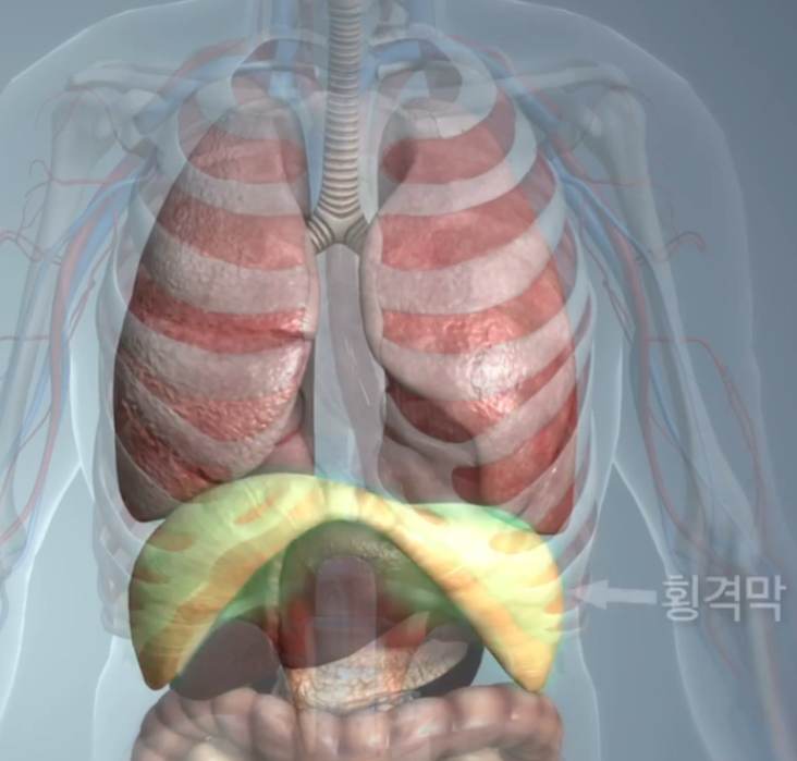 폐와 횡경막의 사진