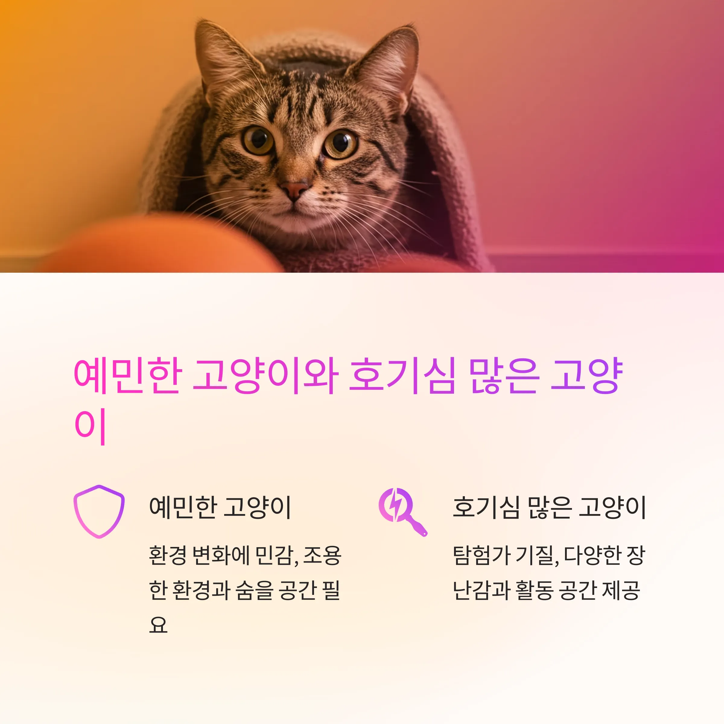 고양이 성격 유형별 맞춤 돌봄법