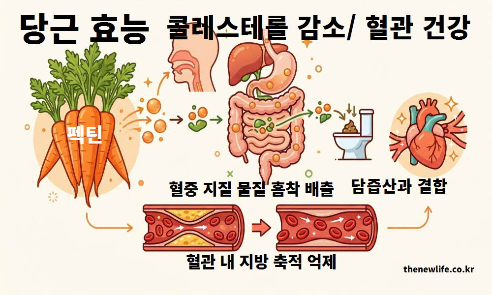 당근 효능 콜레스테롤 감소 혈관 건강