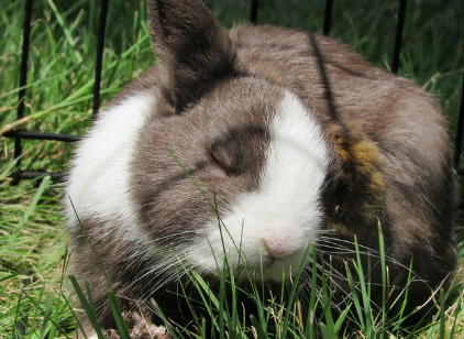 토끼꿈 상황별 해몽