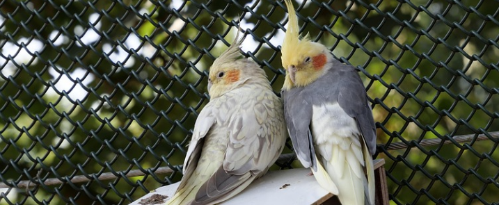 잉꼬 사육장 이미지