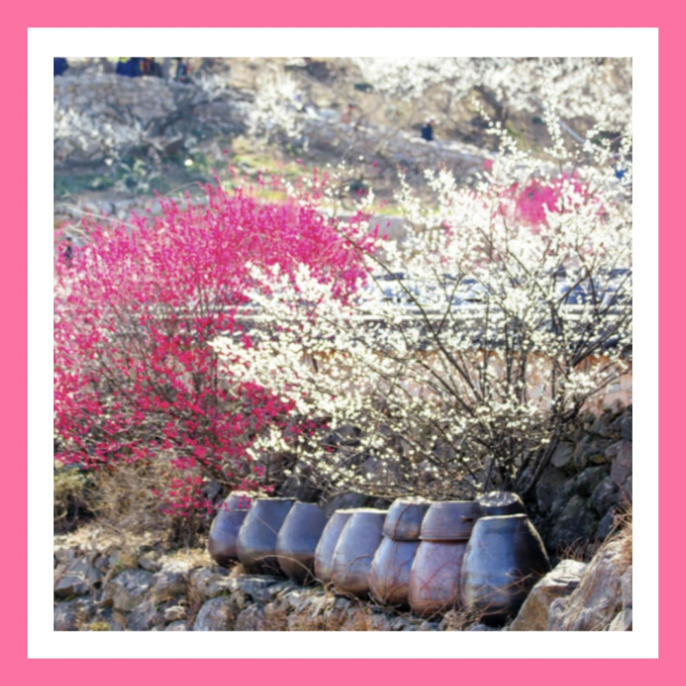 광양-매화축제-개화상황-실시간