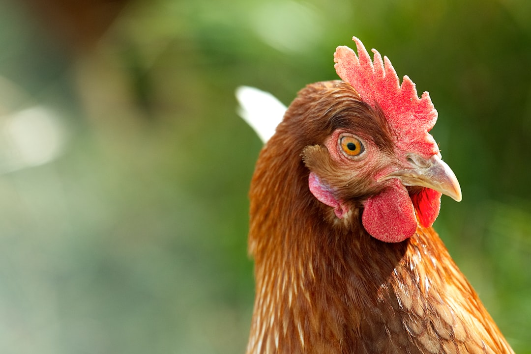 Chicken