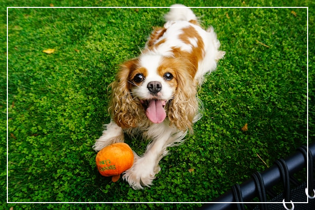 카발리에 킹 찰스 스패니얼