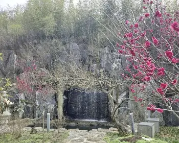 매화꽃 개화시기_7