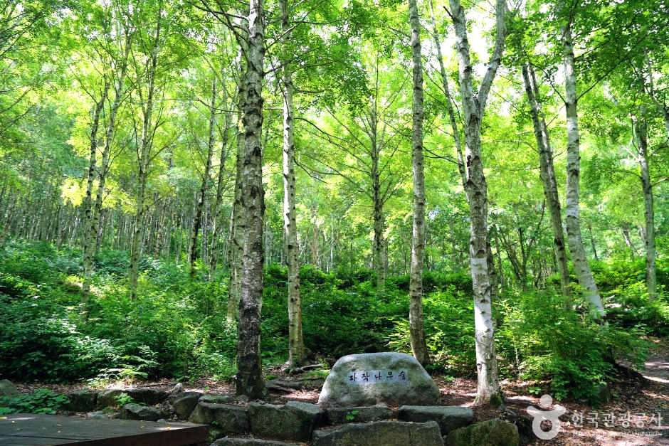 자작나무가 뻬곡하다.