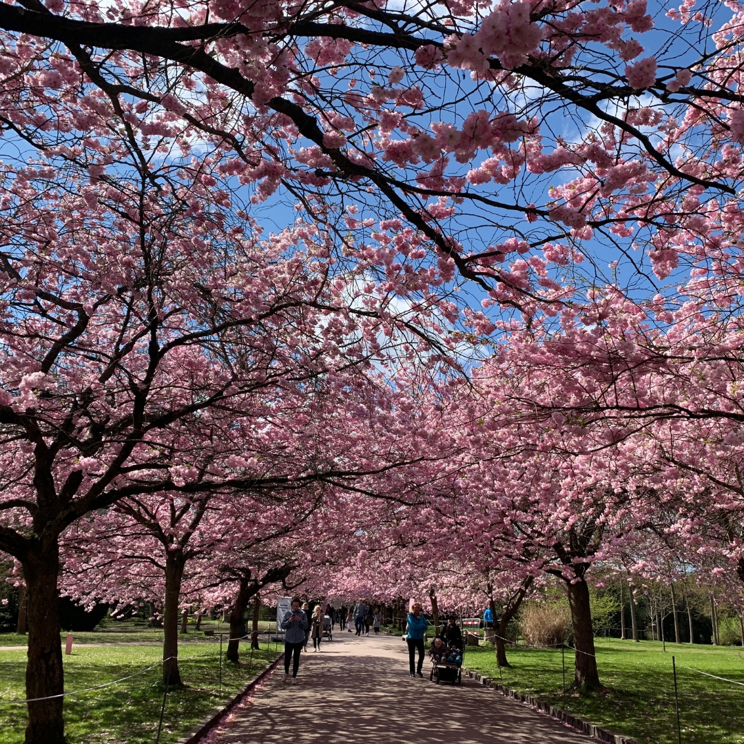 2024 전국 벚꽃축제 일정