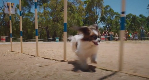 런트 결말 후기 리뷰(호평과 혹평) - 도그쇼 호주 코미디 드라마 가족 영화 영화다시보기추천