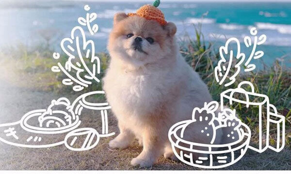 반려견-제주여행-1인1견