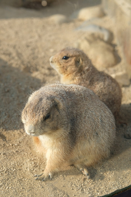 순천만국가정원 어린이 동물원 서문 순천여행 24년 11월 사진