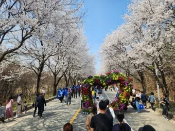 2025년 벚꽃축제 일정 시기 명소_23