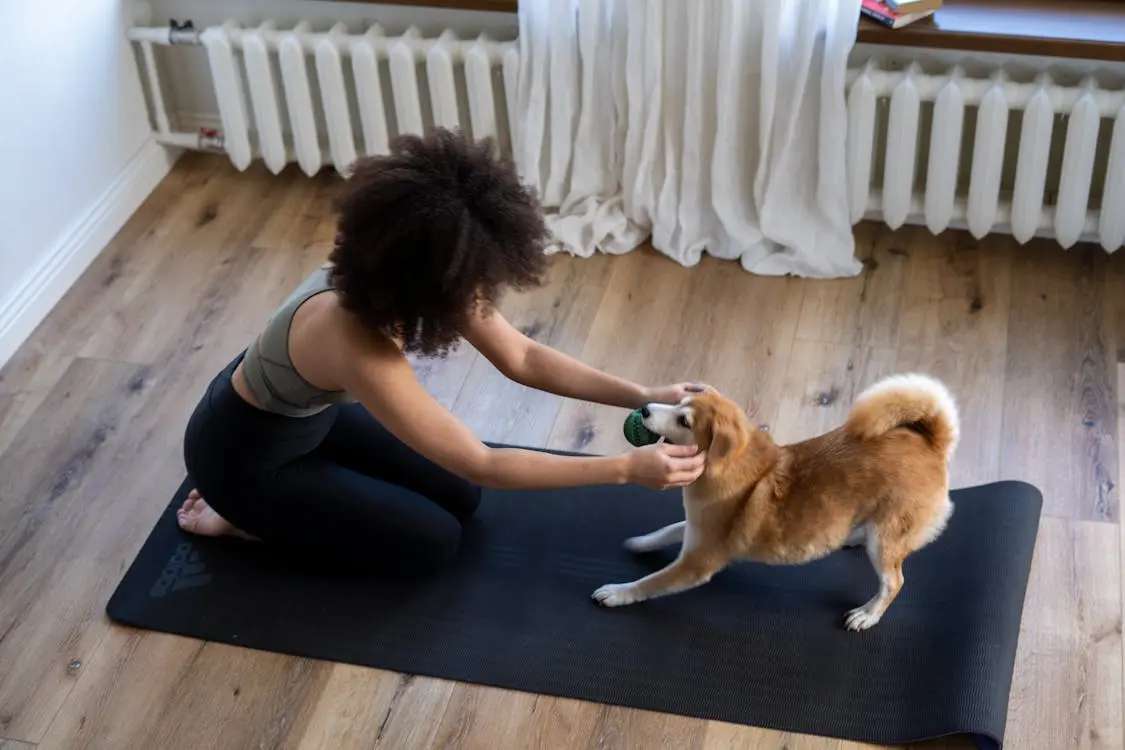 겨울철 반려견과 함께하는 실내 스트레칭 DOGA 소개 경기도 반려마루 화성 요가 일정 대상 모집 인원 신청 방법