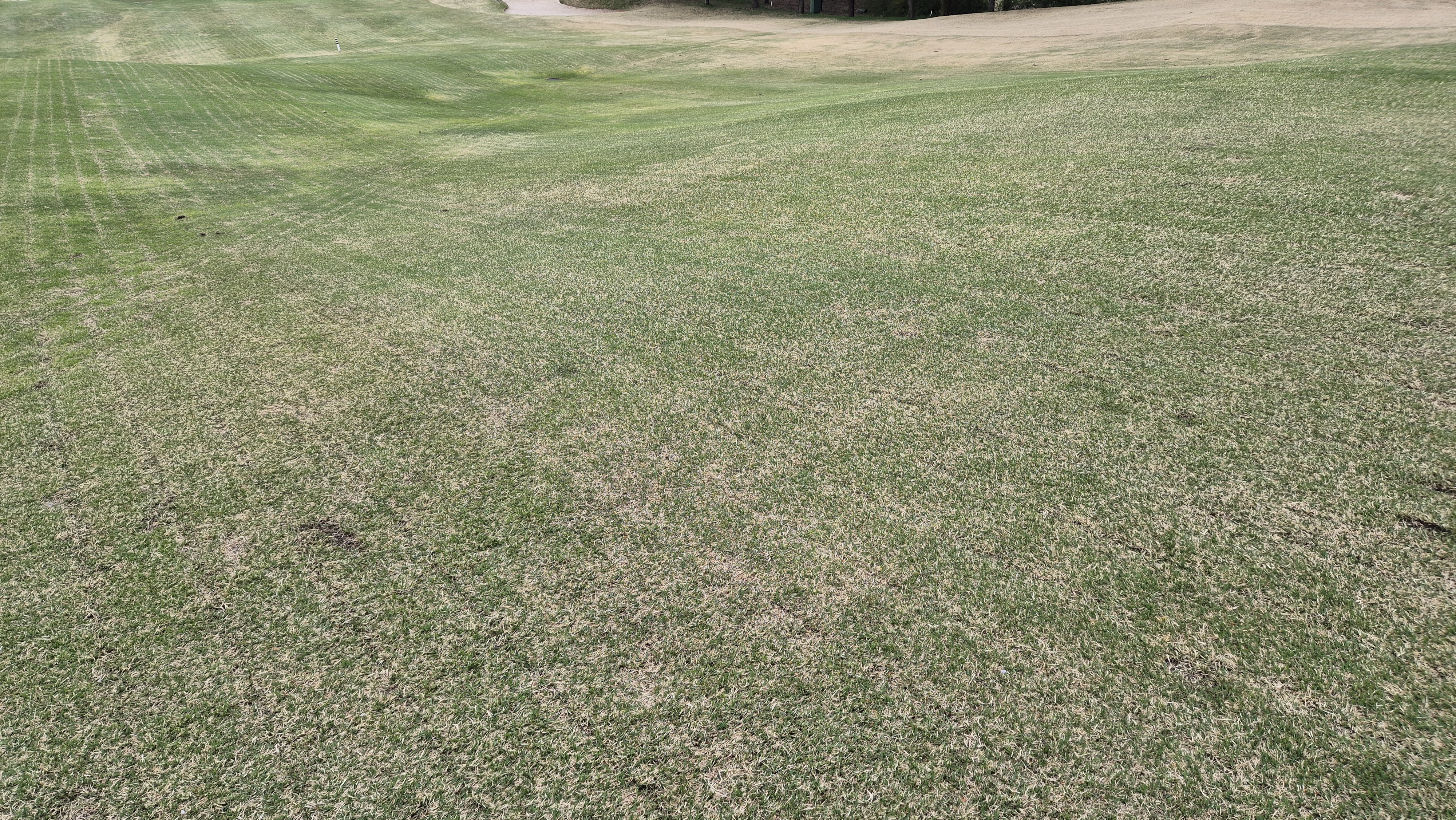 시그너스cc 코튼-라미 코스 난이도