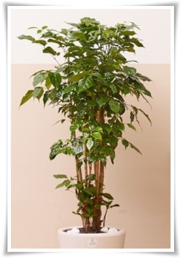 &quot;녹보수 키우기&quot; 집안에 행복과 행운을 불러오는 녹색의 보석 화초!