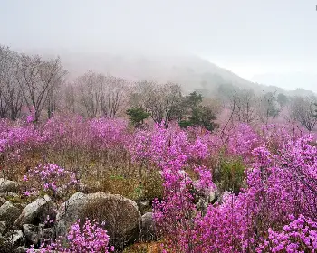 비슬산 참꽃축제_19