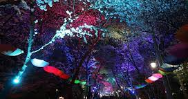 벚꽃 축제 도당산