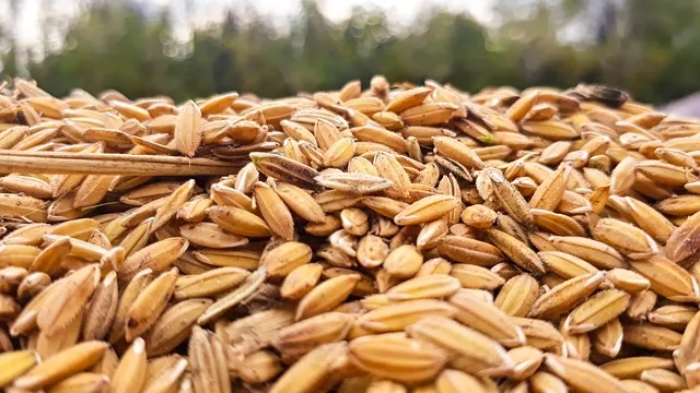 카무트 쌀 혈당관리에 도움