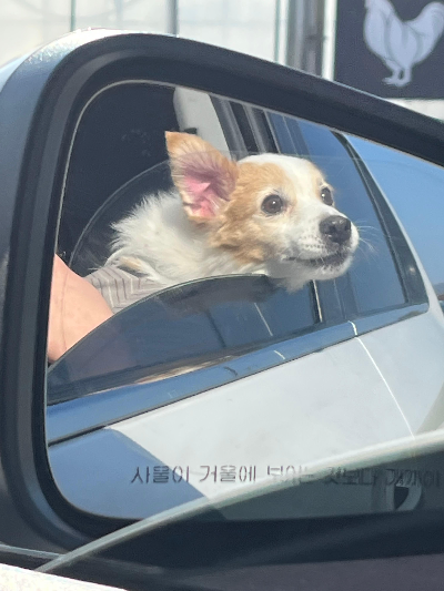 노령견 슬개골 건강을위한 맞춤형 운동법