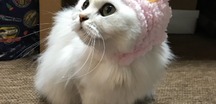 양 머리를 쓰고 있는 고양이.