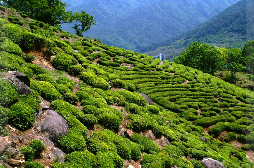 경남 하동 녹차밭 뷰