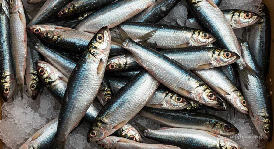 가을 전어가 유독 맛있는 이유