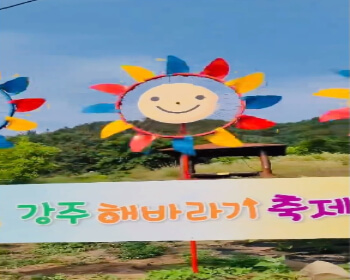 강주 해바라기 축제_18