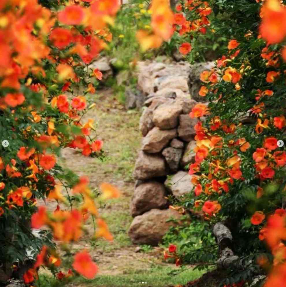 비체올린 능소화축제