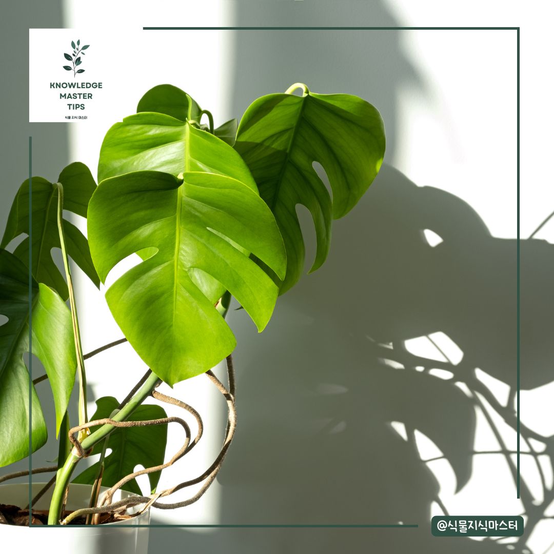 몬스테라 잎 탐, 갈색으로 변하는 이유와 해결 방법들