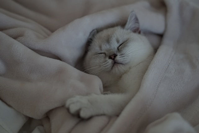 혈당스파이크 방지