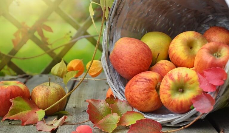 태양에 비친 사과 사진입니다.