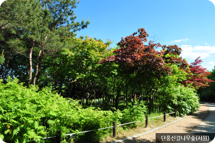 한밭수목원 단풍신갈나무숲(서원)이미지/출처: 한밭수목원 홈페이지