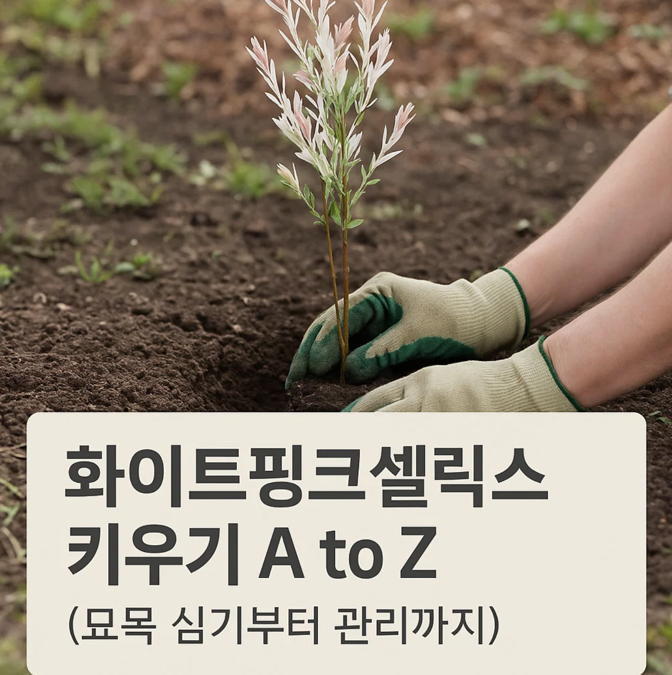 화이트핑크셀릭스 키우기 A to Z (묘목 심기부터 관리까지)