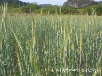 호밀 재배 가을 파종 추위 강함 사료용 수확_32