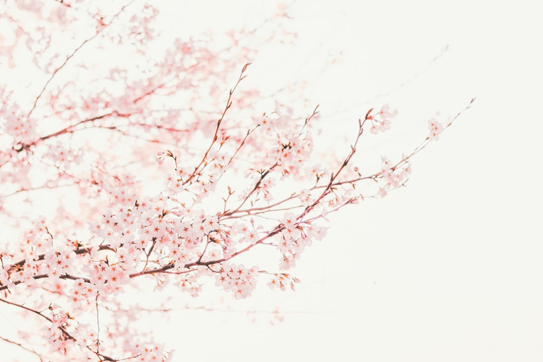 Cherry blossoms.