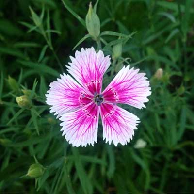 톱니바퀴 모양 꽃잎