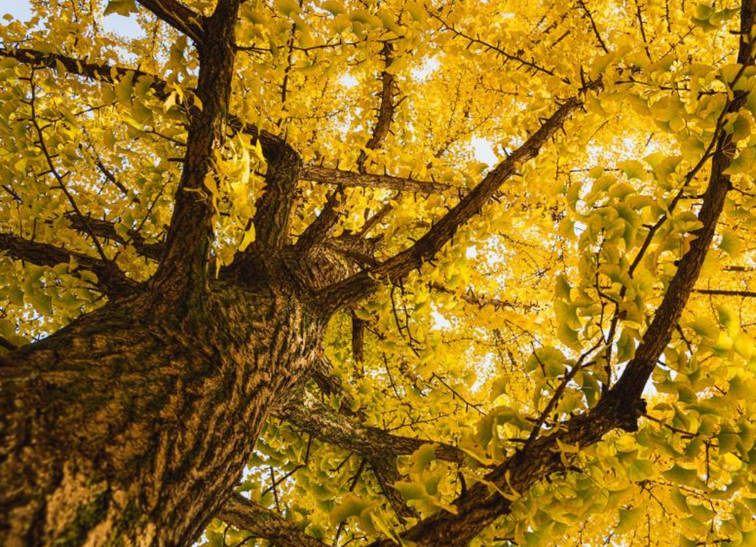 나무에 은행잎이 잔뜩 달려있다.