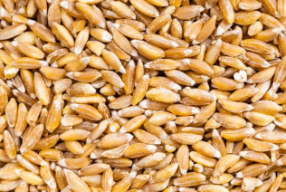 다이어트 식단 연예인