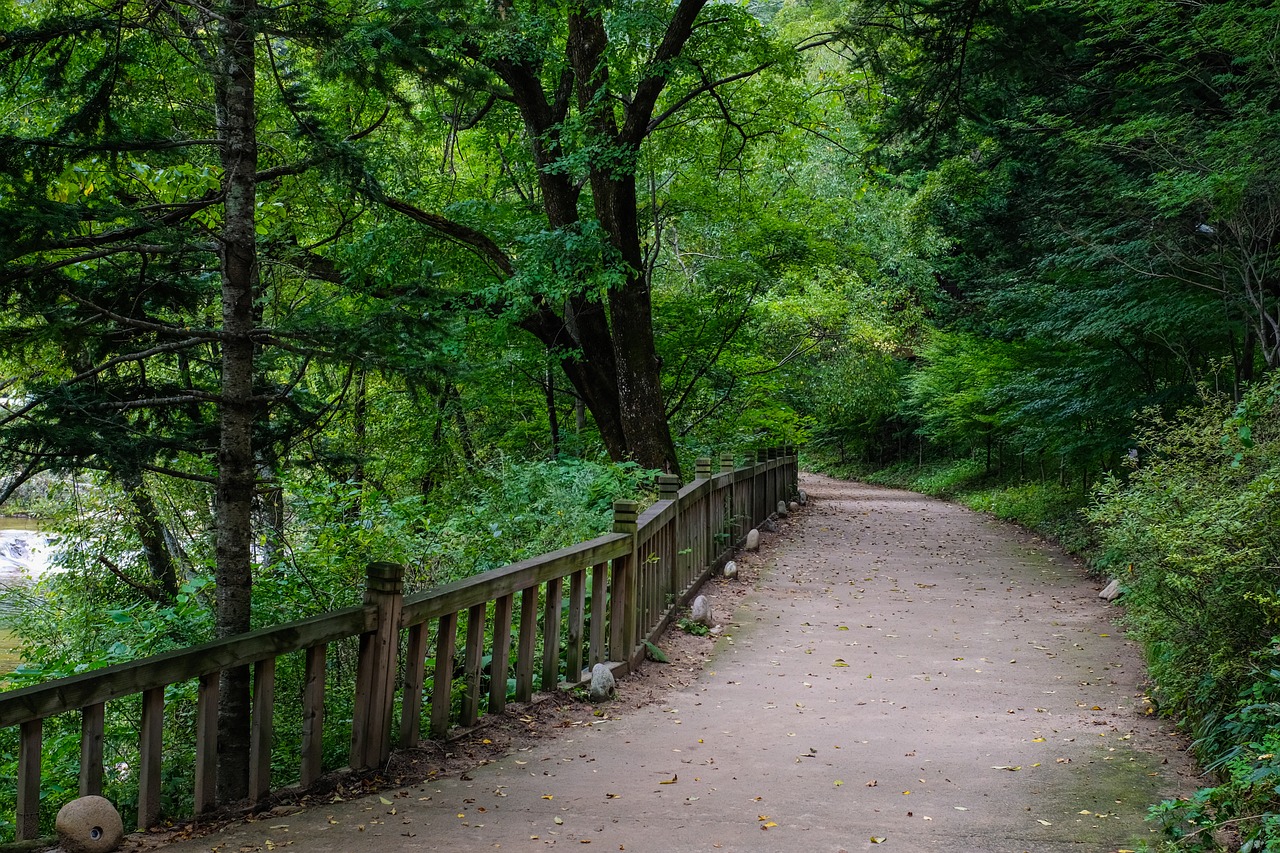 숲길, 나무, 산책, 풍경