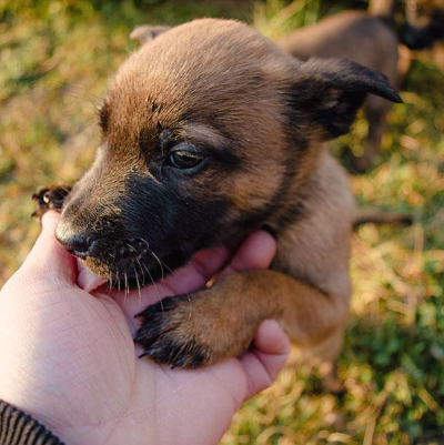 주인의 손바닥을 핥는 강아지